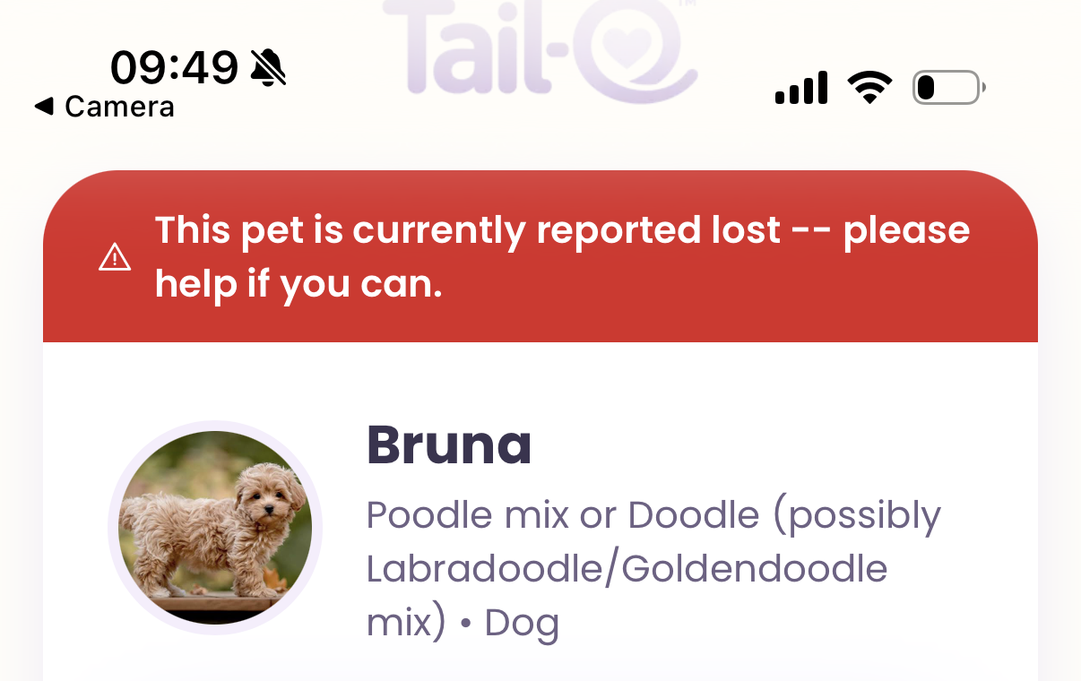The real Tail-O page a finder sees: a lost alert, Bruna's photo and name